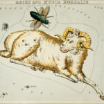 The constellation Aries represented by a Ram.